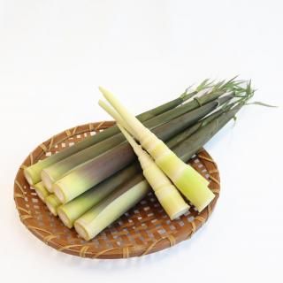 【完売御礼】トカラ列島産 大名たけのこ 約2kg【アク抜き不要】