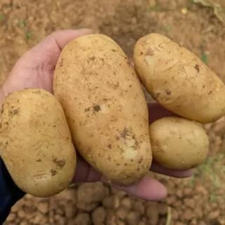 【ホクホク！】 沖永良部産 新じゃがいも 3kg/5kg/10kg