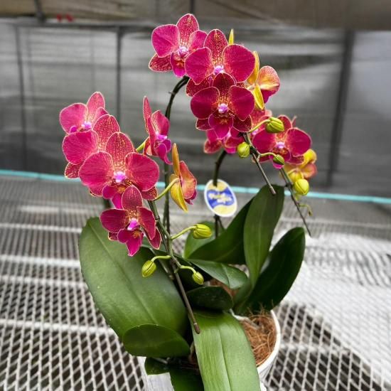 指宿産ミディ胡蝶蘭 | 室屋植物園 - 【かごしまぐるり】鹿児島の名物