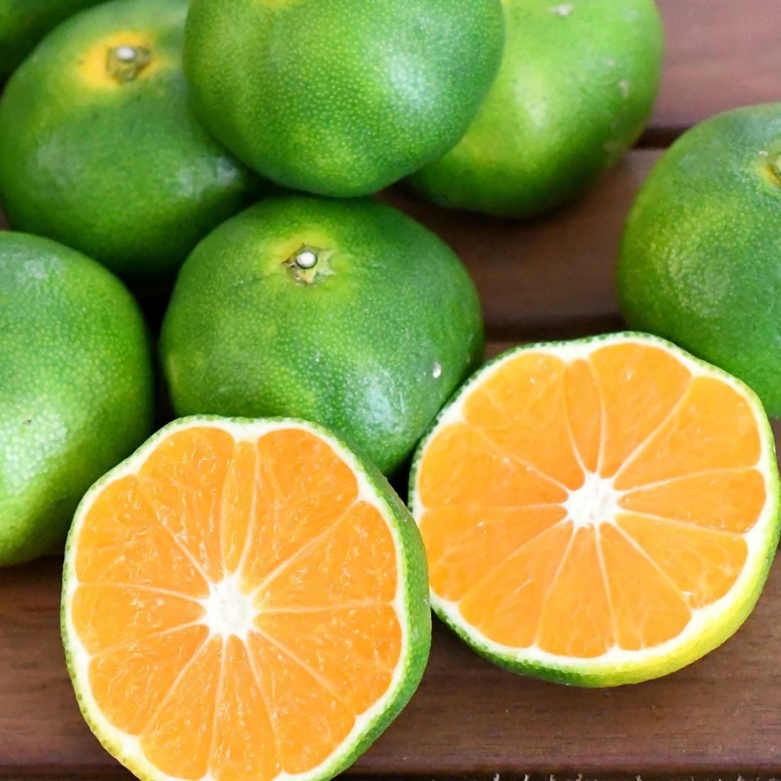 みかん 長崎恋みかん（原口早生／させぼ温州）｜新着情報｜長崎県認証農産加工