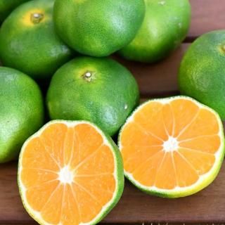 【10セット限定】いちき串木野産 極早生「温州みかん」約5kg