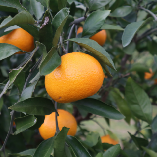 南九州市 川辺産「早生みかん」約5kg