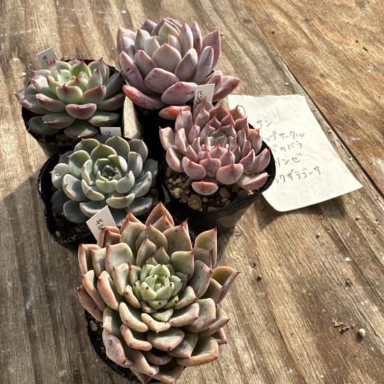 2511-1 自家製多肉苗5個セット - PortobelloMarket
