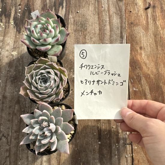 2511-5 自家製多肉苗3個セット(原種セット) - PortobelloMarket