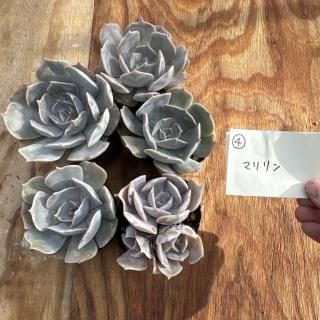 2509-4 ¿5ĥå