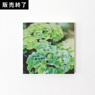 水玉 | スクエア2Lデコール（緑の紫陽花）【スクエア2L】
