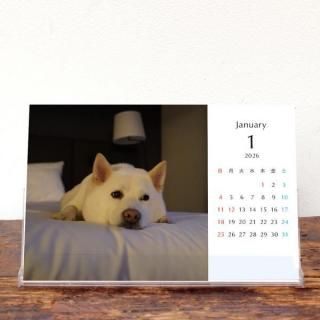 柿丸と散歩 | 卓上カレンダー(2026年1月はじまり/表紙なし)【KG】
