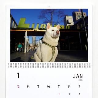 柿丸と散歩 | 壁掛けカレンダー(2026年1月はじまり/表紙なし)【A3】