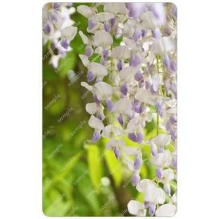 konatsu | Ʃȥ쥫 ƣβ֡ˡƩȥ쥫