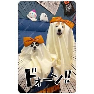 ƸݥN | Ʃȥ쥫 BѥˡƩȥ쥫