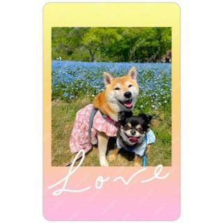 ƸݥN | Ʃȥ쥫 CѥˡƩȥ쥫