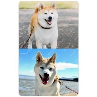 ʤ | Ʃȥ쥫 BѥˡƩȥ쥫