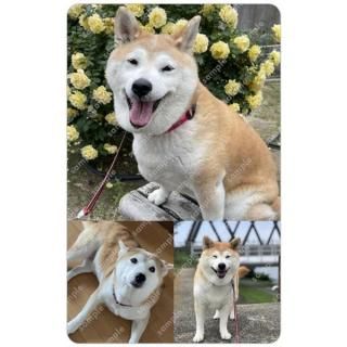 ʤ | Ʃȥ쥫 CѥˡƩȥ쥫