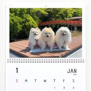 3ݥ˥ͤ | ɳݤ2026ǯ1Ϥޤ꡿ɽ椢ˡA3