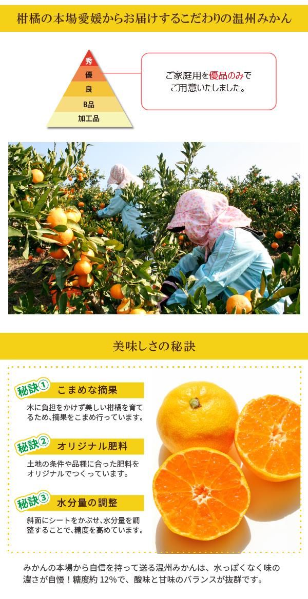 愛媛県より直送! 愛媛みかん 家庭用(約2.5kg) 愛媛県より直送! 愛媛みかん 家庭用(約2.5kg)