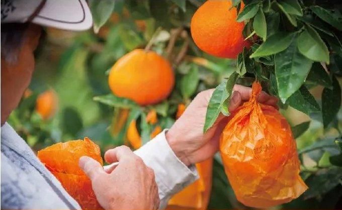愛媛県産 果実園まどんな（愛媛果試第28号）（約1.5kg）