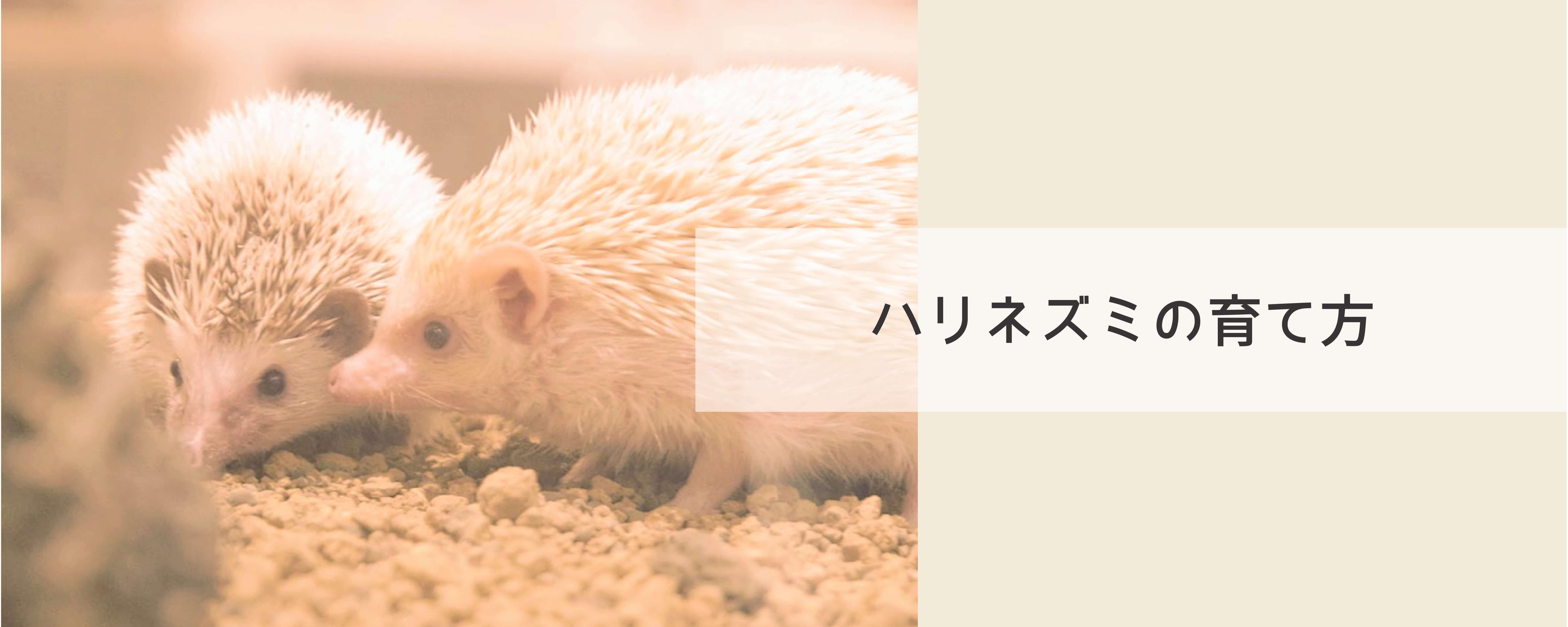 はりねずみびれっじ はりねずみびれっじ