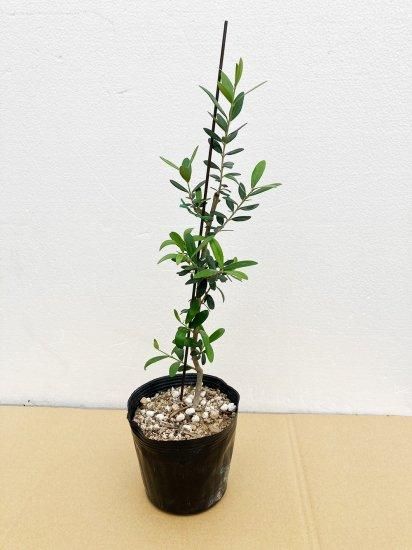 オリーブの木　ミッションA 観葉植物 オリーブの木 10号 ミッション エステリ グリーン 付き