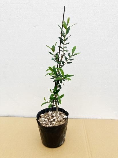 Correggiola コレッジョラ／4.5号／CG-4.5-001｜オリーブ苗木｜小豆島