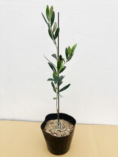 Koroneiki コロネイキ／4.5号／KN-4.5-001｜オリーブ苗木