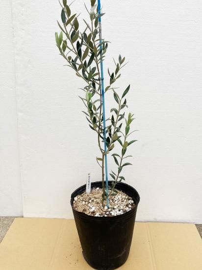 St.Catharine セントキャサリン/7号/SC-7-001|オリーブ苗木 St.Catharine セントキャサリン/7号/SC-7-001|オリーブ苗木