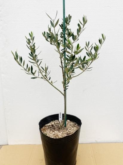 楽天市場】オリーブ 苗 モライオロ 10.5cmポット 観葉植物