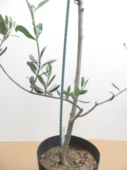 オリーブの木　アスコナーラ imgrc0111659356.jpg