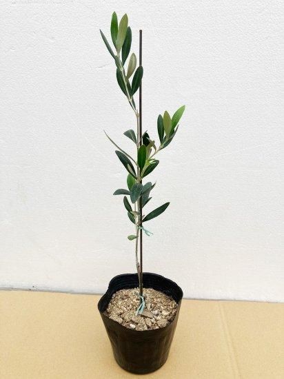 Albequina アルベッキーナ／4.5号／AB-4.5-001｜オリーブ苗木