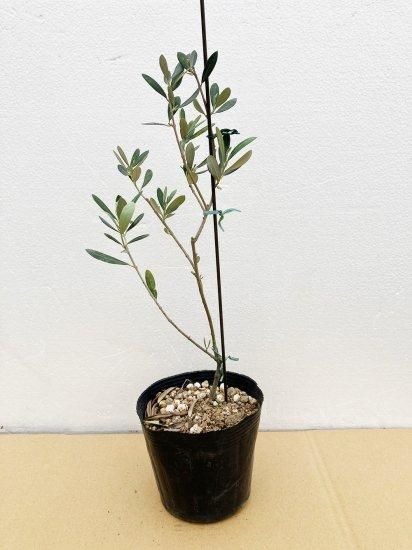 Albequina アルベッキーナ／4.5号／AB-4.5-001｜オリーブ苗木｜小豆島