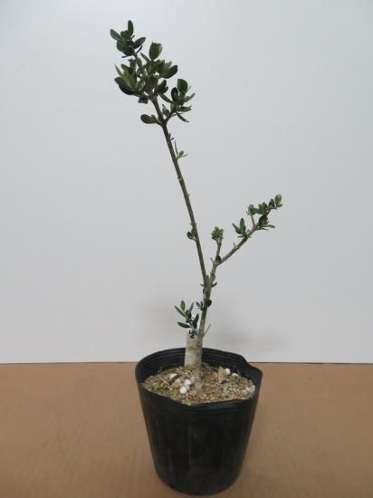 【希少】実生オリーブ ⑥ オリーブの木 実生 5号 希少 - メルカリ