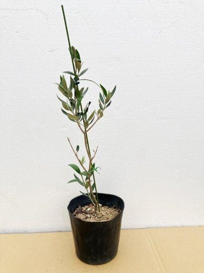 El Greco エルグレコ／4.5号／EG-4.5-001｜オリーブ苗木｜小豆島