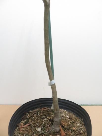 Mission ミッション／8号／MI-8-004｜オリーブ苗木｜小豆島