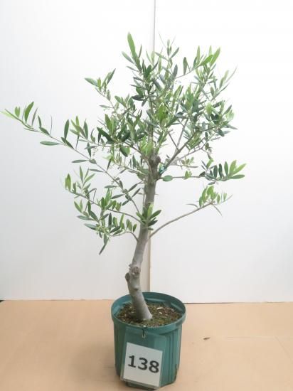 ② オリーブの木souju『マンザニロ』7号 最高等級 極太 ① オリーブ