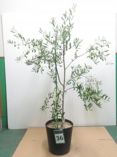 <img class='new_mark_img1' src='https://img.shop-pro.jp/img/new/icons1.gif' style='border:none;display:inline;margin:0px;padding:0px;width:auto;' />Mission ߥå1036֡MI-10-001