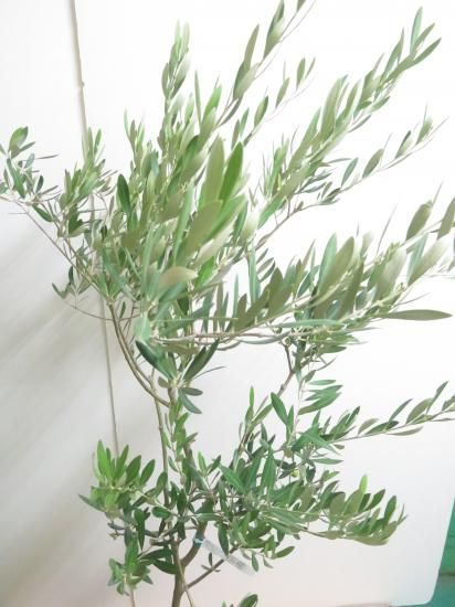 オリーブの木 ミッション 小豆島産 Mission ミッション／10号／MI-10