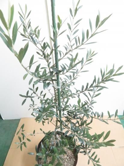 オリーブの木　ネバディロブランコ　10号　約110cm　K-158　人気品種 オリーブの木 ネバディロブランコ 10号 約110cm K-158 人気品種