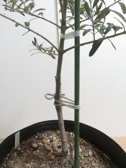 オリーブの木　ネバディロブランコ　10号　約100cm　NO.331　人気品種 Nevadillo blanco ネバディロブランコ／10号／NE-10-001