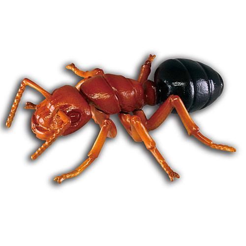危険生物大百科 恐怖の牙 3 ヒアリ ネコポス配送対応 C ガチャガチャ 食玩 通販 トイサンタ本店 フィギュア カプセルトイ 危険生物大百科 恐怖の牙 3 ヒアリ ネコポス配送対応 C ガチャガチャ 食玩 通販 トイサンタ本店 フィギュア カプセルトイ
