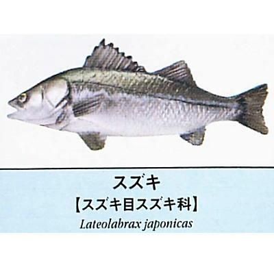原色図鑑シリーズ 原色海水魚図鑑 4 スズキ ネコポス配送対応 C ガチャガチャ 食玩 通販 トイサンタ本店 フィギュア カプセルトイ