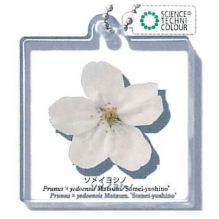 󥹥ƥ˥顼 饢ޥå [1.ᥤ襷]ڥͥݥбۡC