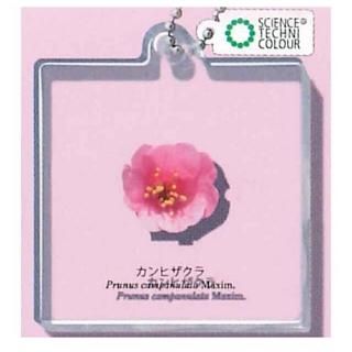 󥹥ƥ˥顼 饢ޥå [3.ҥ]ڥͥݥбۡC