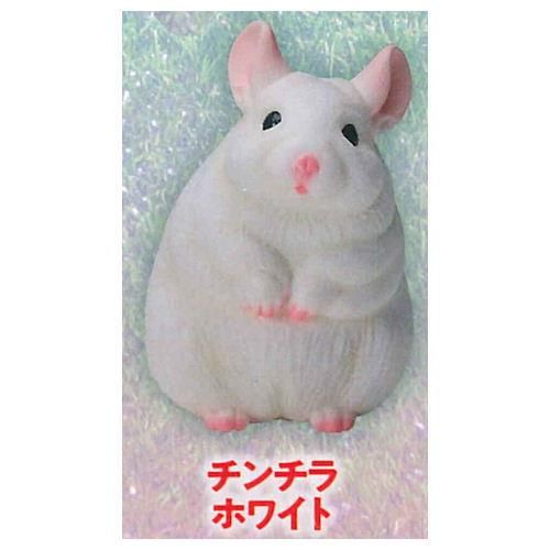 極楽はんどりんぐフィギュア 超愛でる系デフォルメちっくフィギュア 動物アイドル編 シリーズ2 4 チンチラ ホワイト ネコポス不可 C ガチャガチャ 食玩 通販 トイサンタ本店 フィギュア カプセルトイ 極楽はんどりんぐフィギュア 超愛でる系デフォルメちっくフィギュア 動物アイドル編 シリーズ2 4 チンチラ ホワイト ネコポス不可 C ガチャガチャ 食玩 通販 トイサンタ本店 フィギュア カプセルトイ