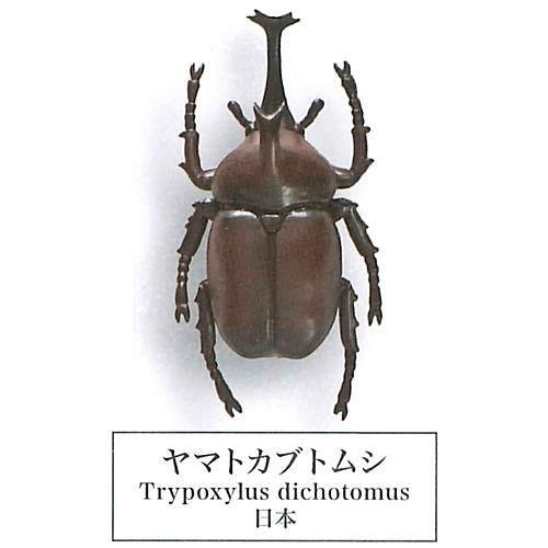 甲虫採集標本 Zoom 1 ヤマトカブトムシ エール ガチャガチャ カプセルトイ 通販 甲虫採集標本 Zoom 1 ヤマトカブトムシ エール ガチャガチャ カプセルトイ 通販