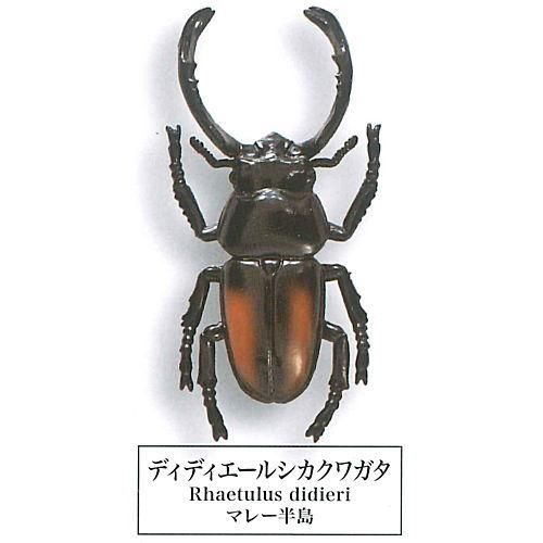 赤系　ミクラミヤマクワガタ標本♂3頭セット 赤系 ミクラミヤマクワガタ標本♂3頭セット 赤系 ミクラ
