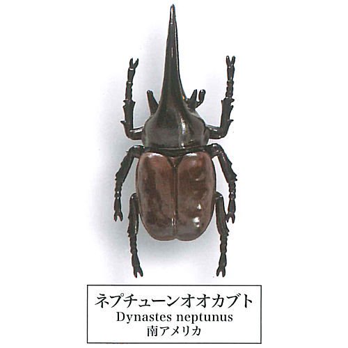 甲虫採集標本～ZOOM～ [9.ネプチューンオオカブト] エール 