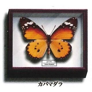 �������󥹥ƥ��˥��顼 �ɥ���Ȣ�ޥ��ͥåȥ��쥯����� [8.���Хޥ���]�ڥͥ��ݥ������б��ۡ�C��