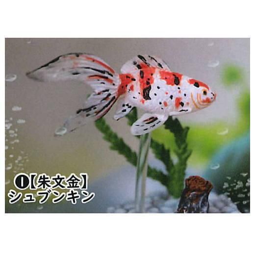金魚立体図鑑 フル彩色フィギュア 再販 1 シュブンキン 朱文金 ビーム ガチャガチャ カプセルトイ 通販