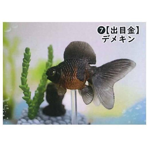 金魚立体図鑑 フル彩色フィギュア(再販) [7.デメキン/出目金