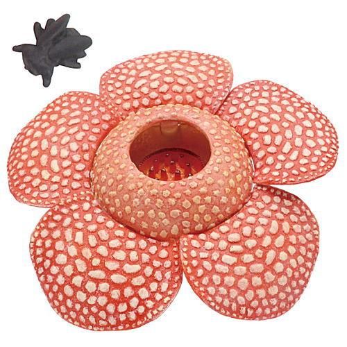 植物展限定 地球を支える仲間たち ラフレシア クッション 食虫 植物展限定 地球を支える仲間たち ラフレシア クッション 食虫