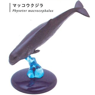 ネイチャーテクニカラー400 クジラとイルカ [2.マッコウクジラ]【ネコポス配送対応】【C】
